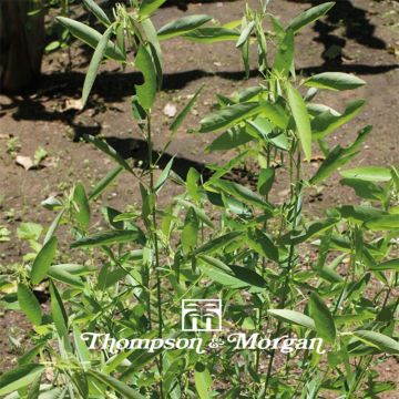 Desmodium motorium - Telegraph Plant seeds