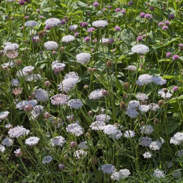 Trachymene coerulea Lace Heavenly Umbels Trachymene coerulea Lace Heavenly Umbels