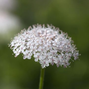 Trachymene coerulea Lace Pink seeds Trachymene coerulea Lace Pink seeds
