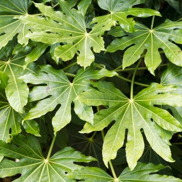 Fatsia japonica seeds - Japanese aralia