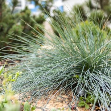 Festuca glauca seeds