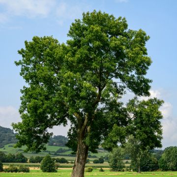 Common ash seeds - Fraxinus excelsior 