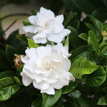 Gardenia jasminoides