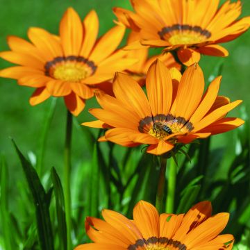 Gazania rigens Zany F1 Orange (coated seeds) - Treasure Flower Gazania rigens Zany F1 Orange (coated seeds) - Treasure Flower