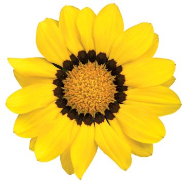 Gazania rigens Zany Yellow seeds - Treasure Flower Gazania rigens Zany Yellow seeds - Treasure Flower
