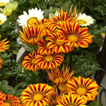 Gazania rigens Zany Orange Flame seeds - Treasure Flower