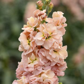 Matthiola incana Classic Apricot quarantaine seeds - Stock Matthiola incana Classic Apricot quarantaine seeds - Stock