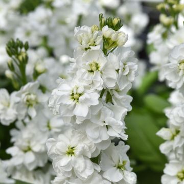 Matthiola incana Katz Hi double White seeds - Hoary Stock Matthiola incana Katz Hi double White seeds - Hoary Stock