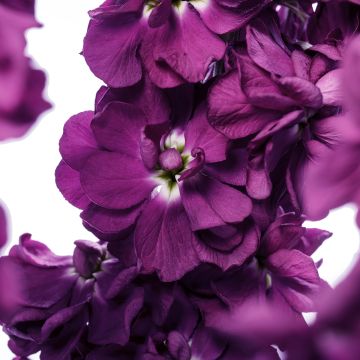 Matthiola incana 'Milla Aubergine' - Grande giroflée Milla Aubergine, Giroflée des jardins, Giroflée des fleuristes, Giroflée quarantaine