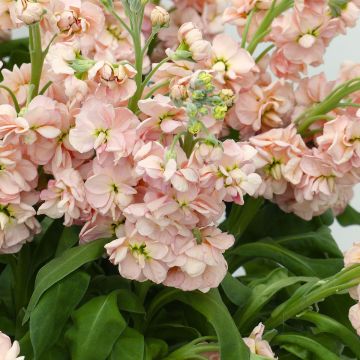 Matthiola incana Milla Salmon - Grande giroflée Milla Salmon, Giroflée des jardins, Giroflée des fleuristes, Giroflée quarantaine