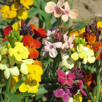 Wallflower 'Sugar Rush' F1 Hybrid 