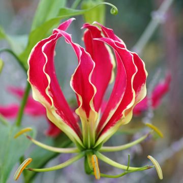 Gloriosa superba Rothschildiana seeds - Glory lily Gloriosa superba Rothschildiana seeds - Glory lily