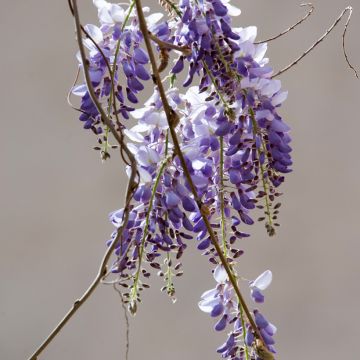 Wisteria sinensis seeds - Chinese wisteria Wisteria sinensis seeds - Chinese wisteria