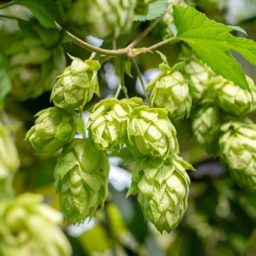 Humulus lupulus seeds - Hop