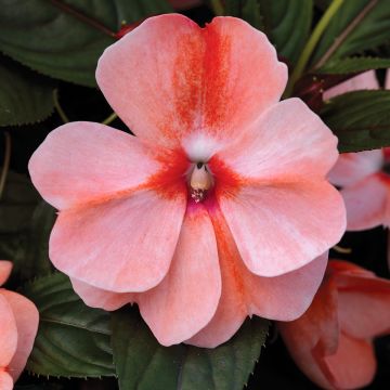 Impatiens x hawkeri Sweet Orange - Impatiente de Nouvelle-Guinée, Impatience de Nouvelle-Guinée