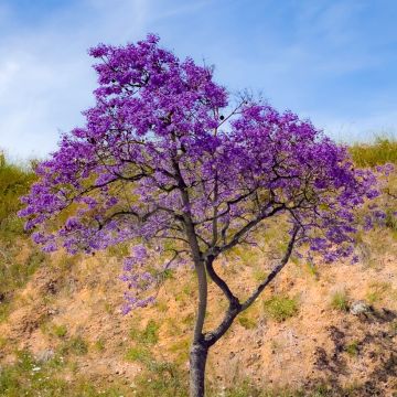 Jacaranda mimosifolia seeds - Blue Jacaranda, green ebony tree