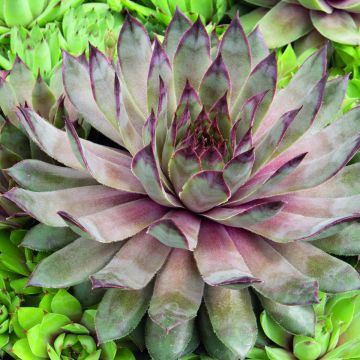 Sempervivum  Hippie Chicks - Hybrid houseleek Hippie Chicks