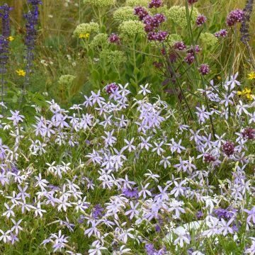 Isotoma axillaris Blue Star seeds - Laurentia, Blue Star Creeper, Rock Isotome