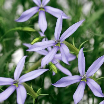 Isotoma axillaris Starshine Blue - Rock Isotome coated seeds
