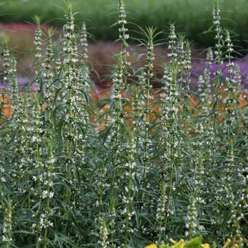 Leonurus sibiricus Alba seeds - Honeyweed