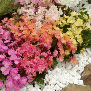 Lewisia cotyledon Elise Mix seeds - Siskiyou lewisia