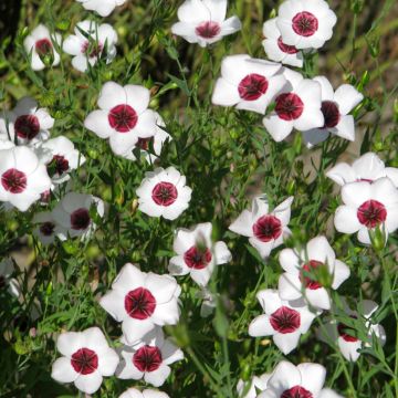 Lin annuel à grandes fleurs Bright Eyes - Linum grandiflorum