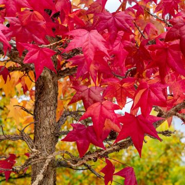 Liquidambar styraciflua seeds - American Sweetgum