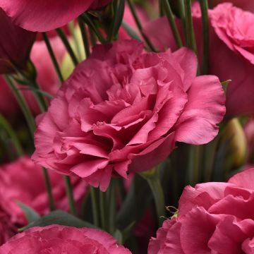 Lisianthus Can Can Carmine Rose seeds - Eustoma grandiflorum Lisianthus Can Can Carmine Rose seeds - Eustoma grandiflorum