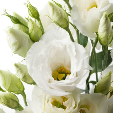 Lisianthus Cessna Pure White coated seeds - Eustoma russelianu
