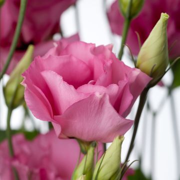 Lisianthus Cessna Rose coated seeds - Eustoma russelianu