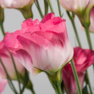 Lisianthus Cessna Vogue IV coated seeds - Eustoma russelianu