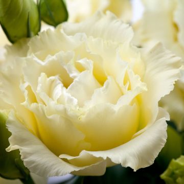 Lisianthus Cessna Yellow III coated seeds - Eustoma russelianu