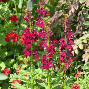 Lobelia speciosa Fan Burgundy seeds Lobelia speciosa Fan Burgundy seeds