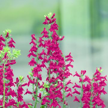Lobelia speciosa Fan Scarlet (coated seeds) Lobelia speciosa Fan Scarlet (coated seeds)