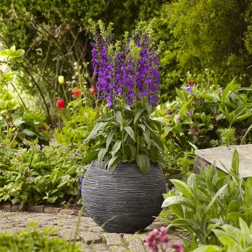 Lobelia speciosa Starship Blue seeds Lobelia speciosa Starship Blue seeds