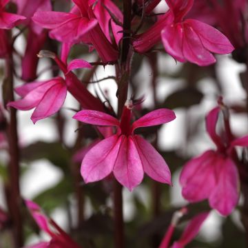 Lobelia speciosa Starship Rose seeds Lobelia speciosa Starship Rose seeds
