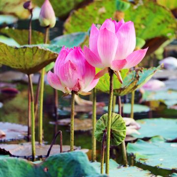 Nelumbo nucifera seeds - Sacred lotus 
