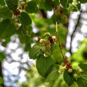 Morus alba seeds - Mullberry