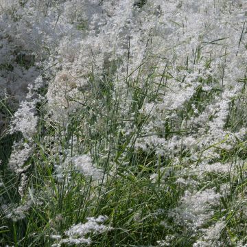 Melinis minutiflora Silver Queen seeds