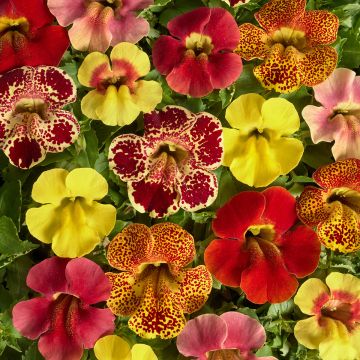 Mimulus x hybridus Medius F1 Mix seeds - Monkey flower