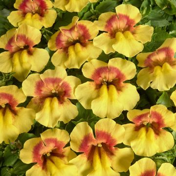 Mimulus hybridus Medius Yellow Bicolour seeds - Monkey flower 