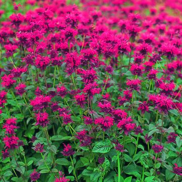 Monarda didyma Panorama Red Shades seeds - Beebalm Monarda didyma Panorama Red Shades seeds - Beebalm