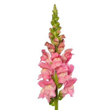 Antirrhinum majus Cherry Rose F1 seeds - Snapdragon