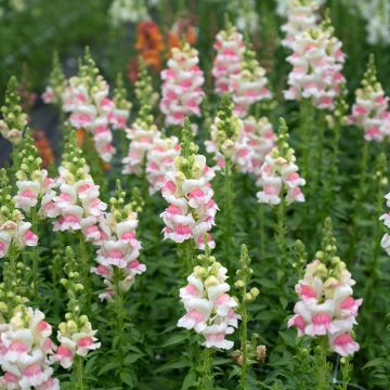 Snapdragon F1 Appleblossom seeds - Antirrhinum majus Snapdragon F1 Appleblossom seeds - Antirrhinum majus