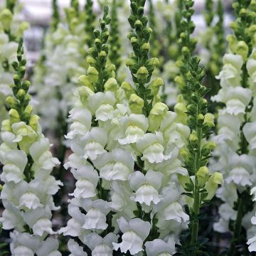 Snapdragon Fresh White seeds - Antirrhinum x majus