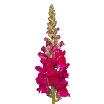 Antirrhinum x majus 'Orleans Lilac' - Gueule de loup Orleans Lilac IV, Gueule de lion, Muflier des Jardins, Muflier à grandes fleurs Antirrhinum x majus 'Orleans Lilac' - Gueule de loup Orleans Lilac IV, Gueule de lion, Muflier des Jardins, Muflier à grandes fleurs