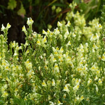 Antirrhinum braun-blanquetii Lemon Sherbet seeds - Snapdragon Antirrhinum braun-blanquetii Lemon Sherbet seeds - Snapdragon