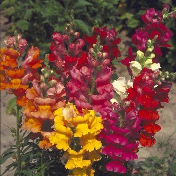 Antirrhinum majus Majestic Mix seeds - Snapdragon