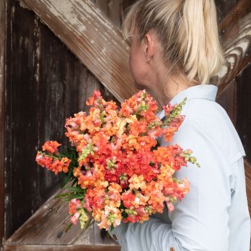 Antirrhinum x majus Madame Butterfly F1 Bronze seeds - Snapdragon Antirrhinum x majus Madame Butterfly F1 Bronze seeds - Snapdragon