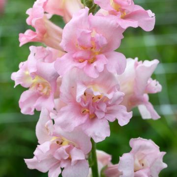 Snapdragon Madame Butterfly Pink F1 seeds - Antirrhinum majus 